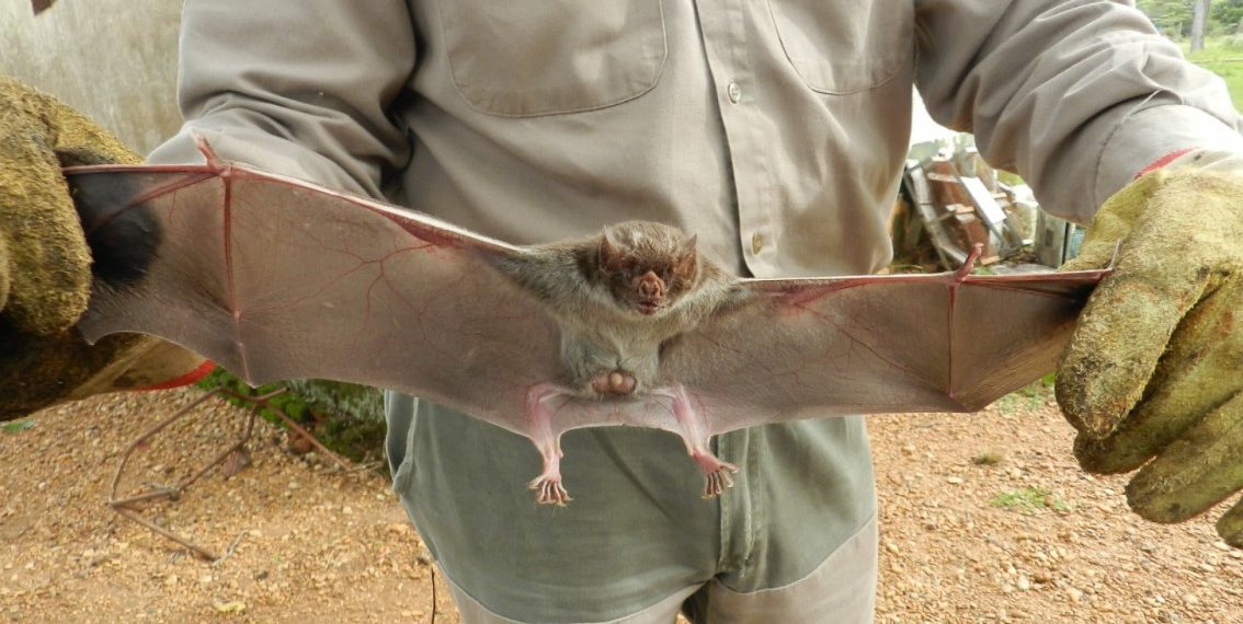 Se activaron medidas sanitarias tras un caso de rabia paresiante en Corrientes