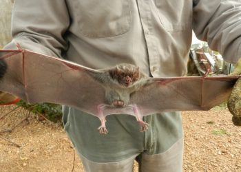 Se activaron medidas sanitarias tras un caso de rabia paresiante en Corrientes