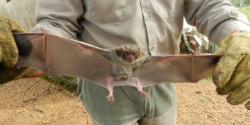 Se activaron medidas sanitarias tras un caso de rabia paresiante en Corrientes