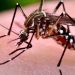 Aumentaron los casos de fiebre chikungunya en Argentina