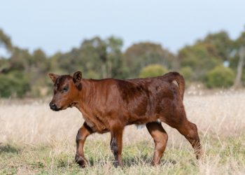 Terneros centinela: Eficaz herramienta de vigilancia epidemiológica de la fiebre aftosa