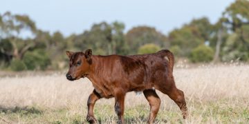 Terneros centinela: Eficaz herramienta de vigilancia epidemiológica de la fiebre aftosa