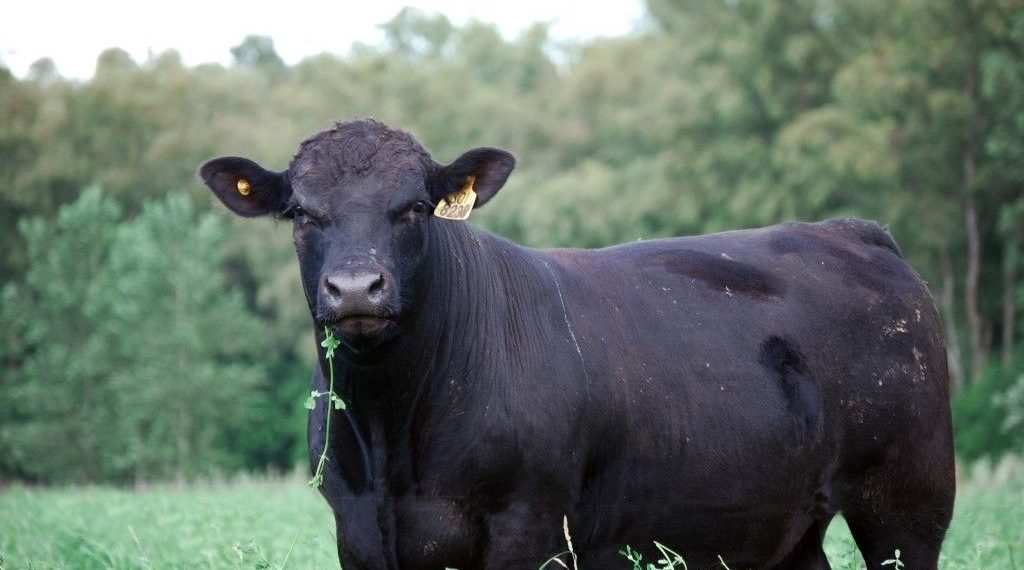 Créditos en valor producto: el Gobierno Nacional sumó una línea para recría y engorde de ganado bovino