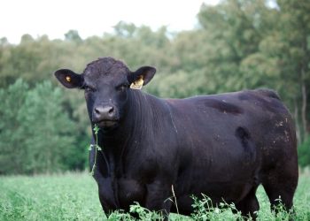 Créditos en valor producto: el Gobierno Nacional sumó una línea para recría y engorde de ganado bovino