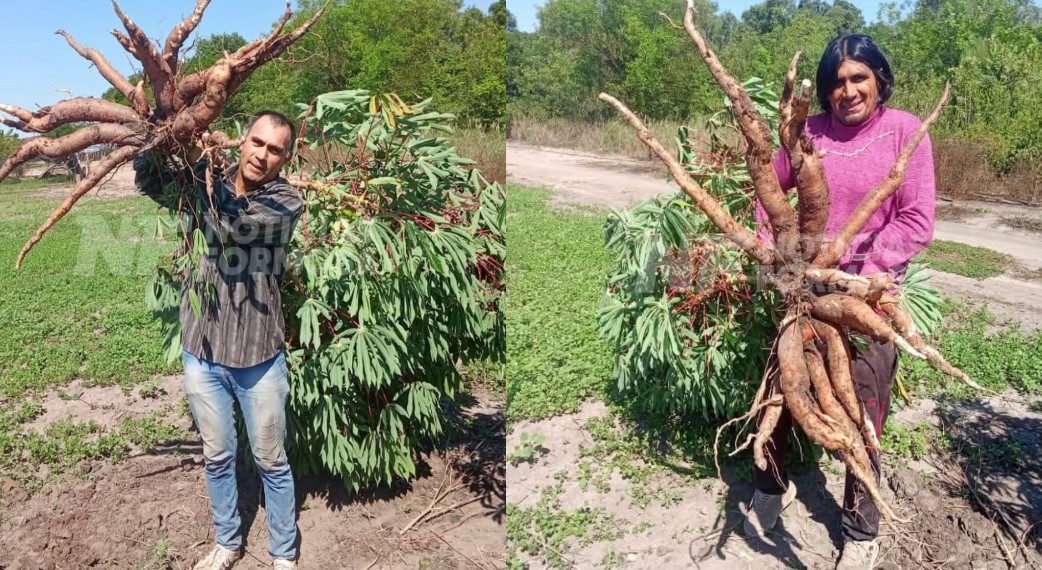 Productores de Mojón de Fierro lucen su cosecha de enormes mandiocas