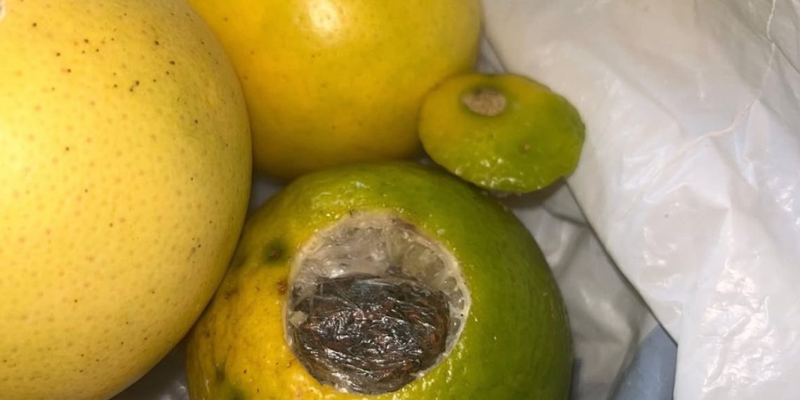 Intentó ingresar marihuana dentro de un limón para un detenido pero fue descubierto