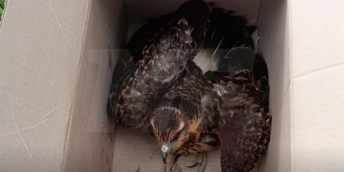 Formosa: rescatan a un gavilán mixto abandonado dentro de una caja