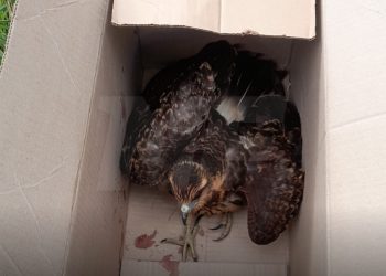 Formosa: rescatan a un gavilán mixto abandonado dentro de una caja
