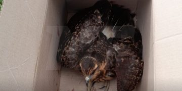 Formosa: rescatan a un gavilán mixto abandonado dentro de una caja