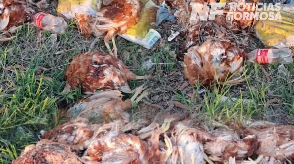 Hallazgo de casi un centenar de gallinas muertas en la vía pública alertó a vecinos en la zona norte