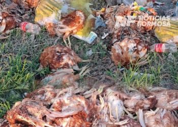 Hallazgo de casi un centenar de gallinas muertas en la vía pública alertó a vecinos en la zona norte