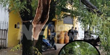 Cayó otra pesada rama de un viejo árbol en el centro de la ciudad