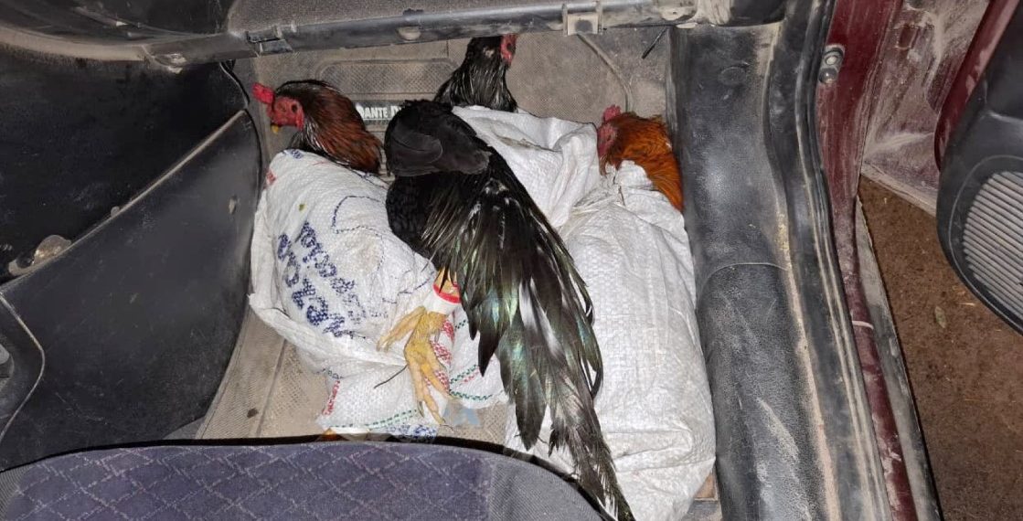Chaco: Gendarmería rescató a ocho gallos destinados a la riña