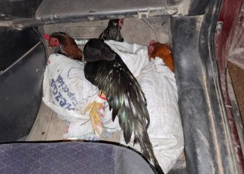 Chaco: Gendarmería rescató a ocho gallos destinados a la riña