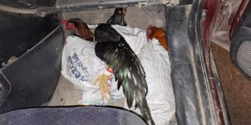 Chaco: Gendarmería rescató a ocho gallos destinados a la riña