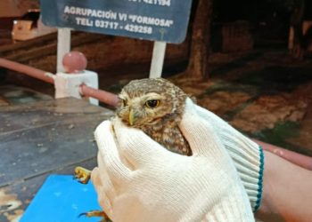 Gendarmes resguardan y trasladan a la Reserva Parque Nacional “Pilcomayo” a un búho excavador