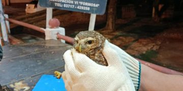 Gendarmes resguardan y trasladan a la Reserva Parque Nacional “Pilcomayo” a un búho excavador