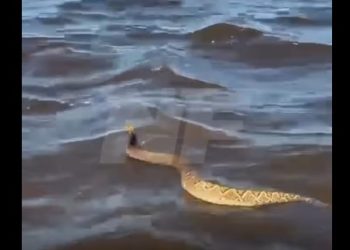 Alerta en Laguna Blanca: alertan por presencia de serpientes de cascabel