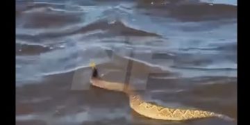 Alerta en Laguna Blanca: alertan por presencia de serpientes de cascabel