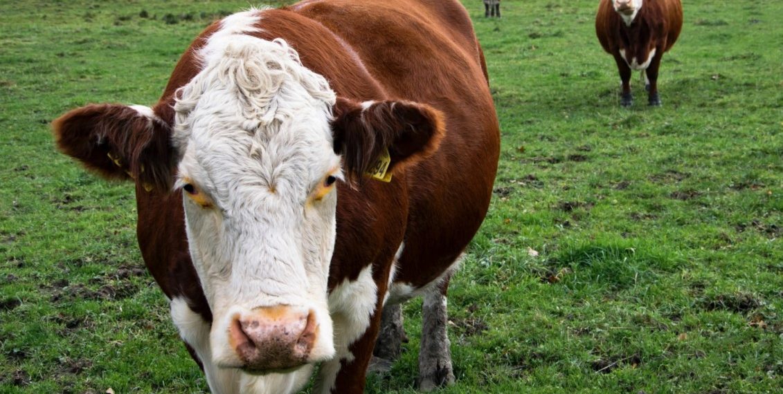 Medidas excepcionales para la ganadería ante contingencias climáticas