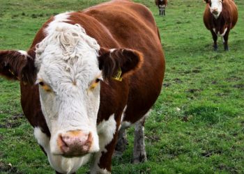 Medidas excepcionales para la ganadería ante contingencias climáticas