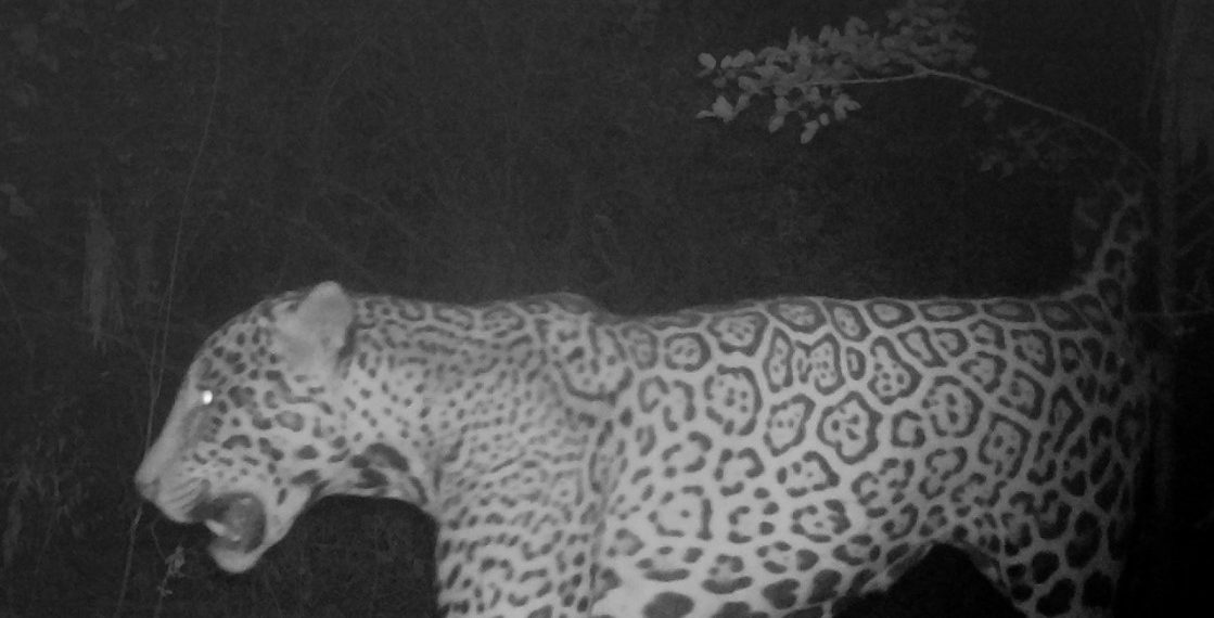 Se abre la votación del nombre del último yaguareté identificado en el Parque Nacional Río Pilcomayo