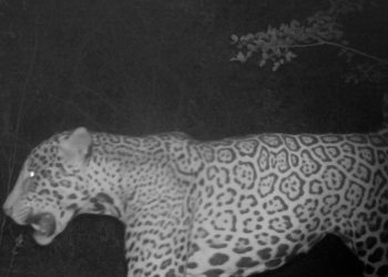 Se abre la votación del nombre del último yaguareté identificado en el Parque Nacional Río Pilcomayo