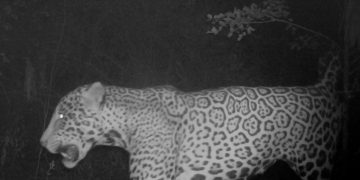 Se abre la votación del nombre del último yaguareté identificado en el Parque Nacional Río Pilcomayo