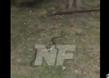 Susto en la costanera: una víbora yarará apareció en un transitado espacio público