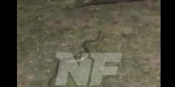 Susto en la costanera: una víbora yarará apareció en un transitado espacio público