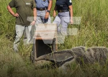 Liberan a un oso hormiguero tras un año de recuperación en Guaycolec