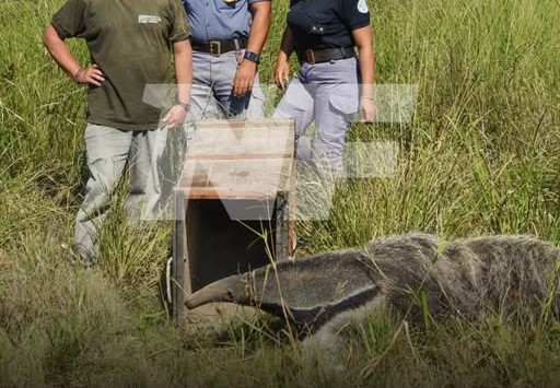 Liberan a un oso hormiguero tras un año de recuperación en Guaycolec