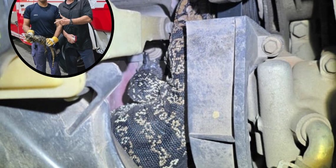 Rescataron una iguana que se había metido en el motor de un auto