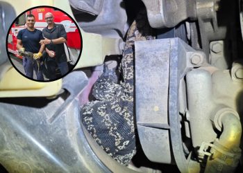 Rescataron una iguana que se había metido en el motor de un auto