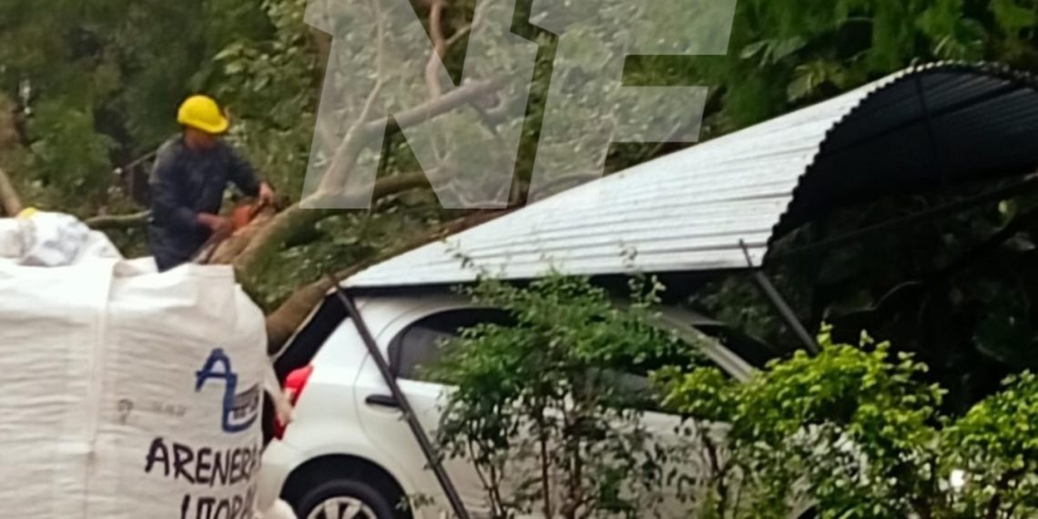 Un frondoso árbol cayó a centímetros de un auto estacionado