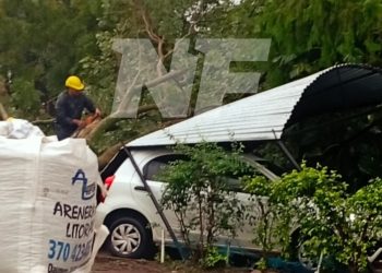 Un frondoso árbol cayó a centímetros de un auto estacionado