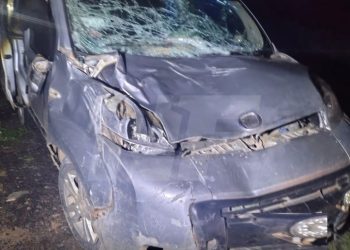 Peligro en la ruta 81: un vehículo embistió a un animal suelto en horario nocturno