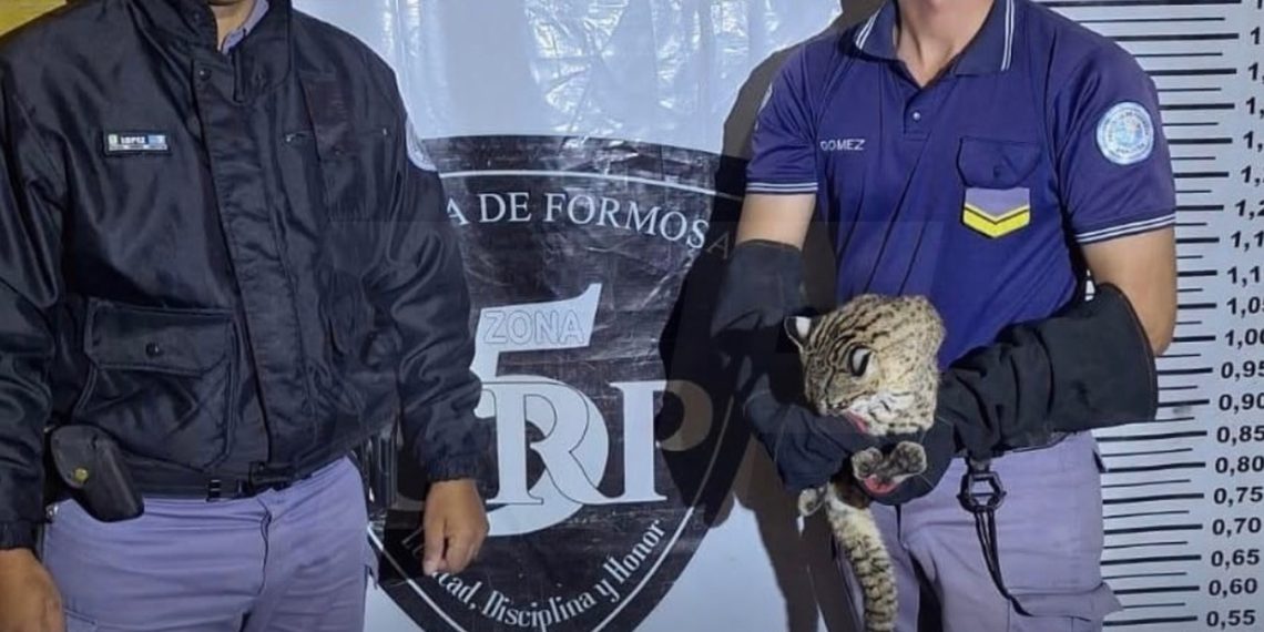 Rescataron a un gato silvestre herido sobre la ruta 11 y lo trasladaron a rehabilitación
