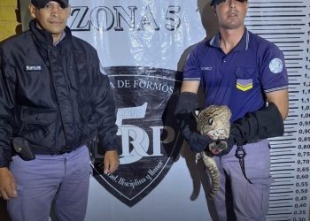 Rescataron a un gato silvestre herido sobre la ruta 11 y lo trasladaron a rehabilitación