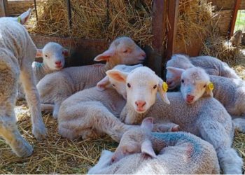 El Senasa alerta por la presencia en el país de una enfermedad poco frecuente que afecta a ovinos importados