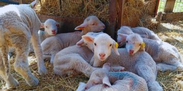 El Senasa alerta por la presencia en el país de una enfermedad poco frecuente que afecta a ovinos importados
