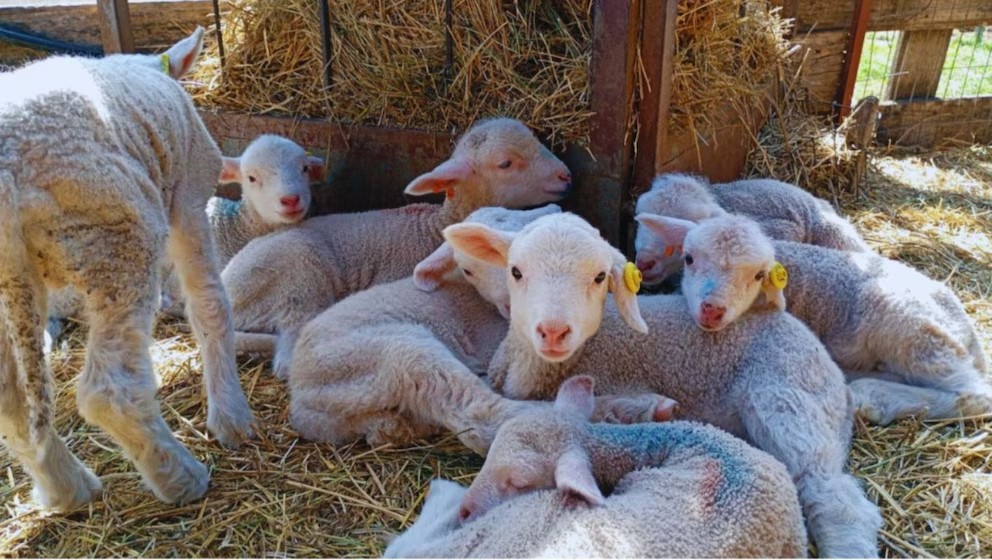 El Senasa alerta por la presencia en el país de una enfermedad poco frecuente que afecta a ovinos importados