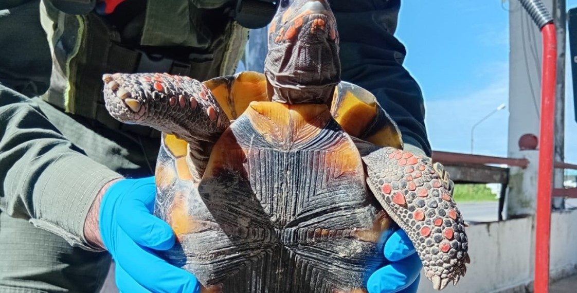 Formosa: Detienen a una mujer por trasladar una tortuga oculta en una olla