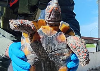 Formosa: Detienen a una mujer por trasladar una tortuga oculta en una olla