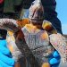 Formosa: Detienen a una mujer por trasladar una tortuga oculta en una olla