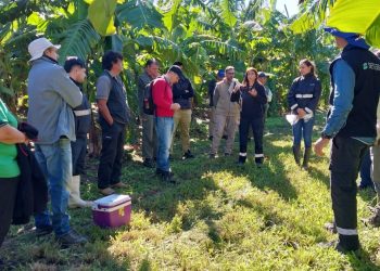 Capacitación de SENASA en vigilancia fitosanitaria del cultivo de banana en el INTA de Naineck