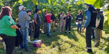 Capacitación de SENASA en vigilancia fitosanitaria del cultivo de banana en el INTA de Naineck