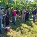 Capacitación de SENASA en vigilancia fitosanitaria del cultivo de banana en el INTA de Naineck