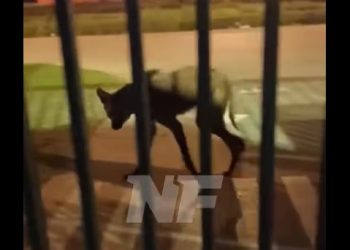 Un ejemplar de aguará guazú deambulaba por viviendas de avenida Gendarmería Nacional