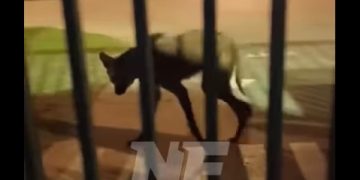 Un ejemplar de aguará guazú deambulaba por viviendas de avenida Gendarmería Nacional
